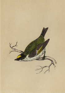 Goldhähnchen von English School