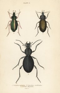 Goldener Bodenläufer, Carabus auratus 1, Bodenläufer, Carabus clathratus 2, und großer schwarzer Bodenläufer, Tefflus megerlei
