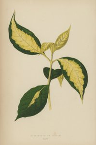 Graptophyllum Pictum von English School