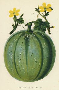 Grünfleischige Melone