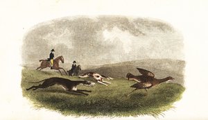 Windhunde jagen eine Großtrappe, Otis tarda, zum Sport von English School