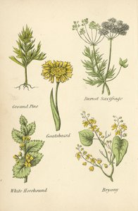 Erd-Kiefer, Pimpinelle, Bocksbart, Weißer Andorn, Zaunrübe von English School
