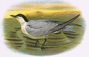 Sumpfseeschwalbe
