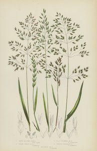 Hartes Wiesen-Gras, Zwerg-Weizen-Wiesen-Gras, Flachstängeliges Wiesen-Gras, Glattstängeliges Wiesen-Gras (Farblithografie) von English School