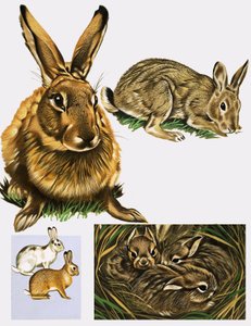 Hasen und Kaninchen von English School