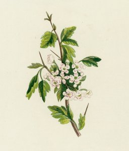 Weißdorn, Crataegus Oxyacantha von English School
