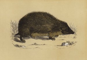 Igel von English School