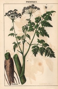 Schierling oder Conium maculatum, aus "The Instructive Picturebook, or Lessons from the Vegetable World," [Charlotte Mary Yonge], Edinburgh von English School
