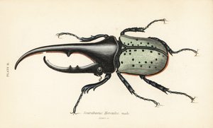 Herkuleskäfer, männlich, Dynastes hercules, Scarabaeus hercules von English School