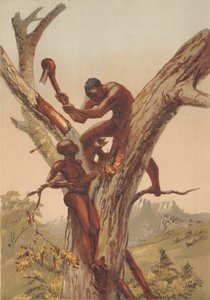 Honigjäger, Zambezia von English School