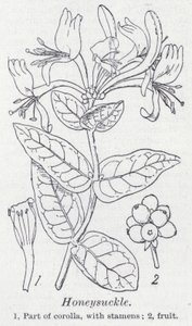 Geißblatt von English School