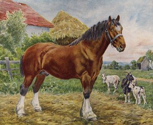 Pferd und Ziegen