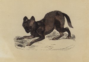 Hyänenhund von English School