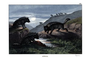 Hyäne