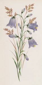 Illustration für Ein Traum von einem Garten von English School