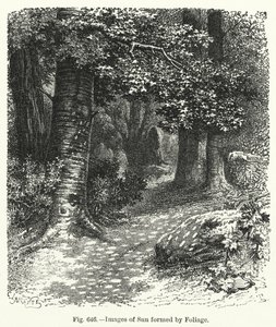 Bilder der Sonne durch Laub gebildet (Gravur) von English School