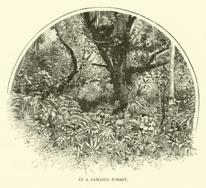 In einem jamaikanischen Wald