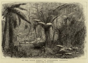 Im Staatswald von Dandenong, Victoria (Gravur)
