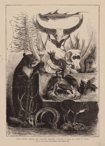 Indische Jagdtrophäen und zoologische Exemplare, gesammelt von HRH Der Prinz von Wales von English School