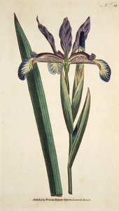 Iris Spuria (Spuriose Iris), aus The Botanical Magazine or Flower Garden Displayed, veröffentlicht 1790 (handkolorierte Gravur)