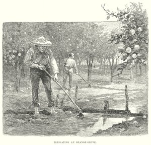 Bewässerung eines Orangenhains von English School