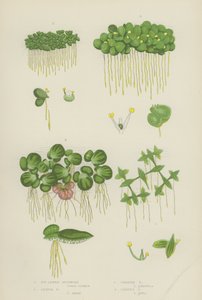 Efeublättrige Wasserlinse, Kleine Wasserlinse, Große Wasserlinse, Gibbous Wasserlinse