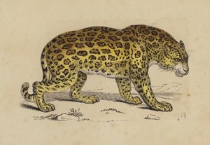 Jaguar von English School