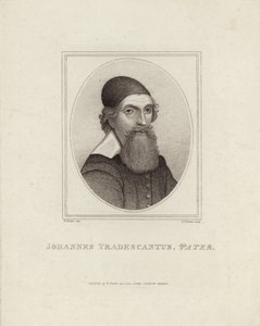 Johannes Tradescantus Pater von English School