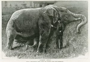 Jumbo, tot