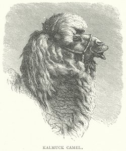 Kalmückisches Kamel von English School