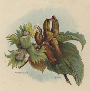 Kentische Haselnüsse, Filberts