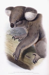 Koala - Phascolarctos cinereus, 1845-1863 von English School