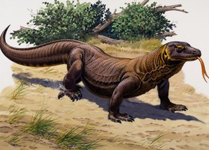 Komodowaran von English School