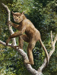 Lemur von English School