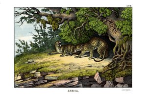 Leopard
