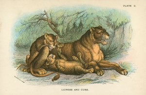Löwin und Junge