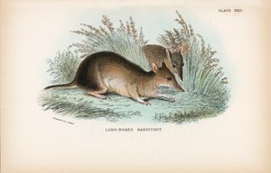 Langnasen-Bandicoot von English School