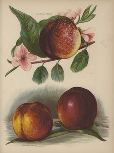 Lord Napier (Rivers), Humboldt (Rivers), Dryden (Rivers) von English School