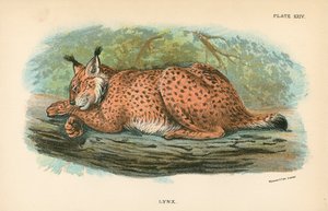 Luchs von English School
