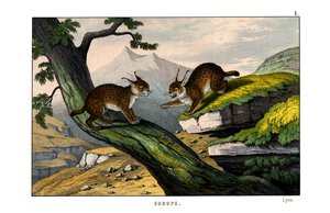 Luchs von English School