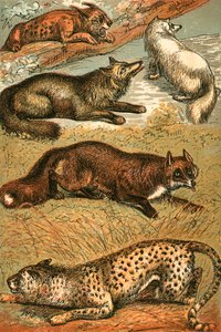 Luchs, Kreuzfuchs, Polarfuchs, Gemeiner Fuchs und Gepard von English School