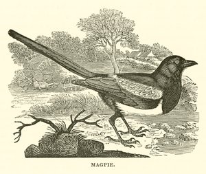 Elster (Gravur)