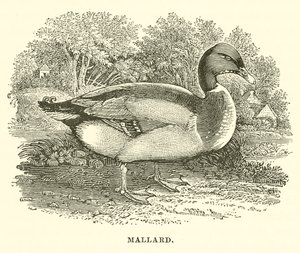 Stockente (Gravur)