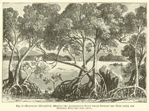 Mangrove (Rhizophora), mit Adventivwurzeln, die den Baum stützen, nachdem die ursprüngliche Wurzel abgestorben ist von English School