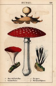 Vielspaltiger Erdstern Geastrum, karminrote Peziza, Fliegenpilz Amanita muscaria und flachgehörnte Sphaeria-Pilze, aus "The Instructive Picturebook, or Lessons from the Vegetable World," [Charlotte Mary Yonge], Edinburgh