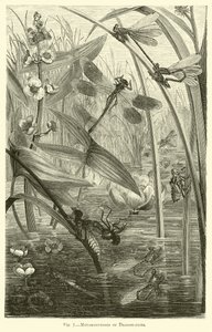 Metamorphosen von Libellen von English School