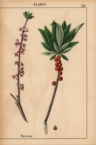 Seidelbast mit roten Beeren und rosa Blüten, aus "The Instructive Picturebook, or Lessons from the Vegetable World," [Charlotte Mary Yonge], Edinburgh
