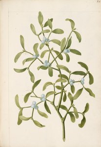 Mistel. Eine halbparasitische Pflanze, ca. 1664