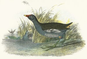Teichhuhn von English School