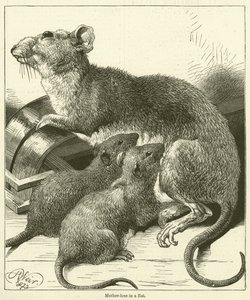Mutterliebe in einer Ratte (Gravur)